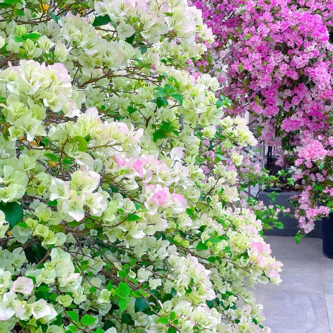 三角梅重瓣耐热四季开花盆栽大苗爬藤垂吊花卉植物阳台花树苗老桩