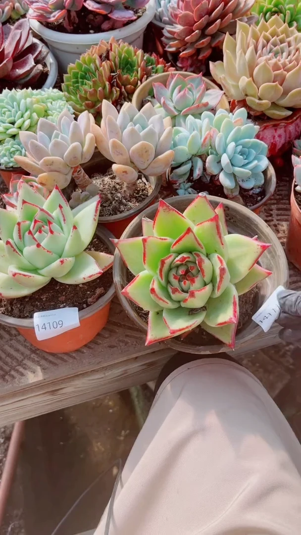 花**夏多肉植物一物一拍15111