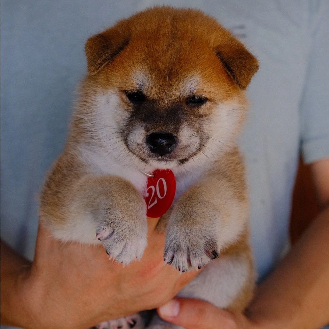 【柴多酱柴犬】柴犬豆柴幼犬黑柴赤柴胡麻柴白柴幼犬活体犬舍