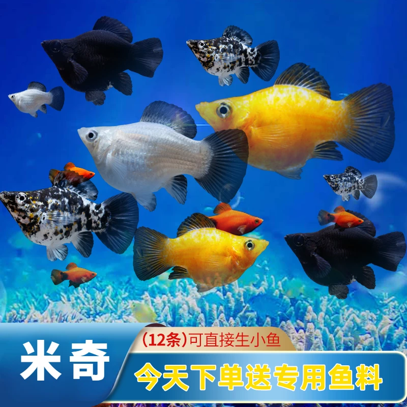 胎生鱼生鱼苗米奇鱼小鱼活观赏鱼热带鱼小型淡水好养孔雀鱼玛丽鱼