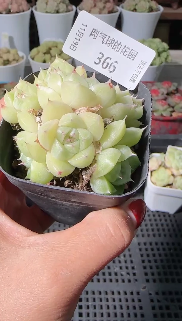 1119-366麦秆群生不包整