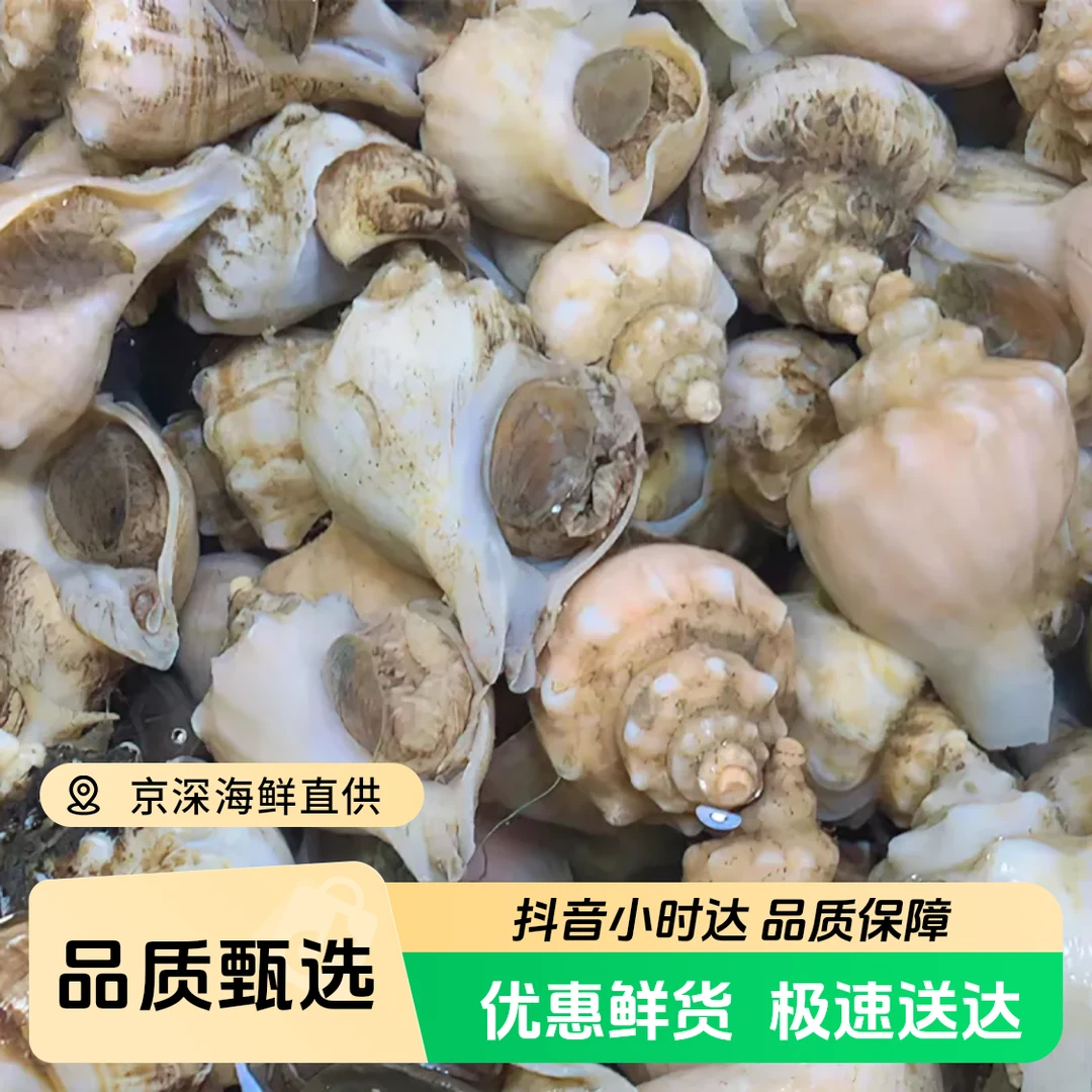 鲜活 大连白螺500g/份(8-12只)