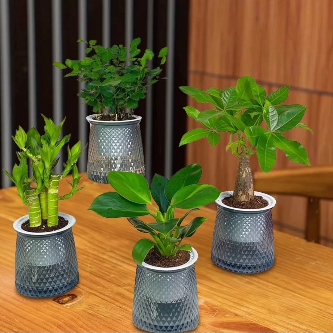 【拍一发四】室内绿植盆栽发财树金钻九里香富贵竹吸甲醛水培植物