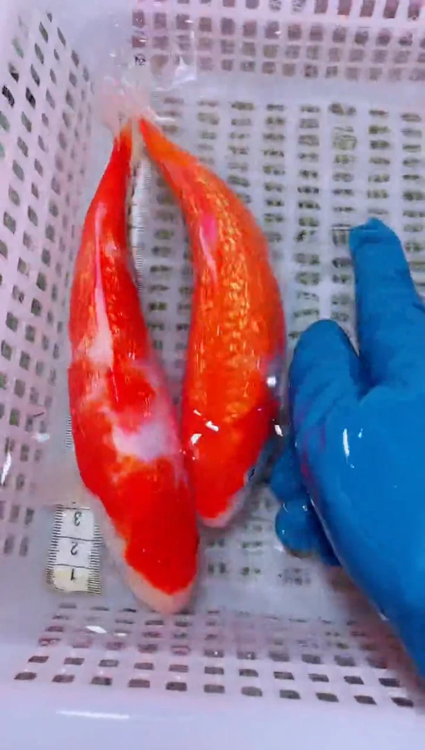 锦鲤冷水观赏鱼全场包邮44