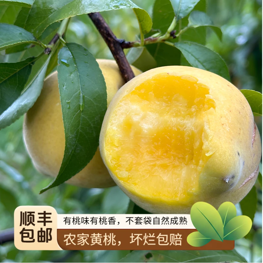 农家不套袋黄桃有桃味有桃香糯甜的农家桃