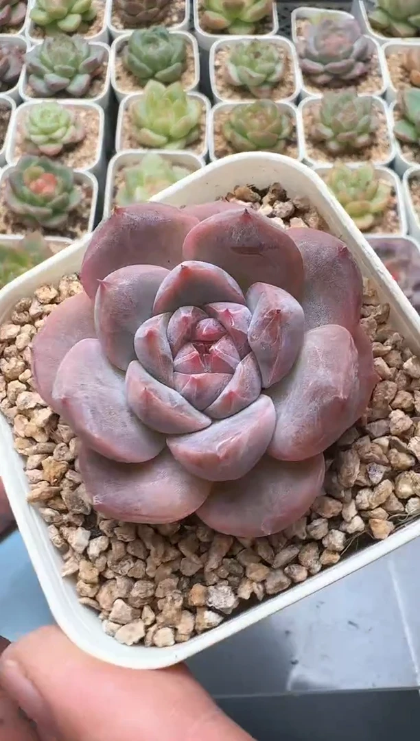 235D云禹多肉植物 带盆土纸巾打包 3颗包邮