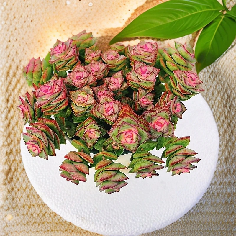 【月雅家 彩虹钱多多 多肉植物】新手好养  带盆带土