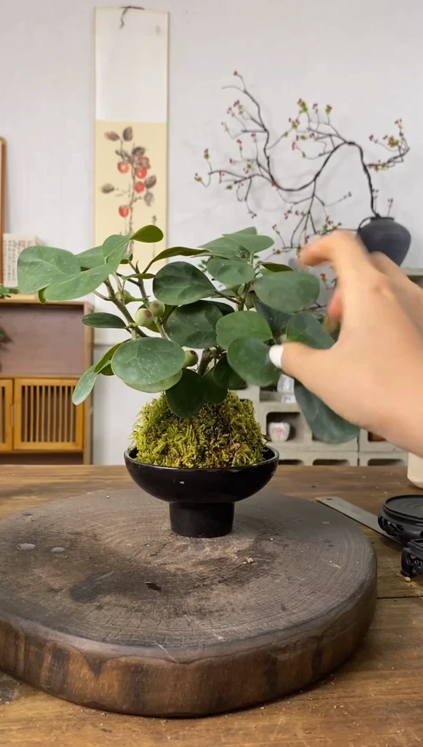 当前无花栽培后可以开花186