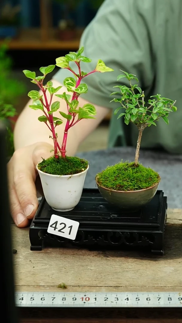 无花朵苔藓微景观421号