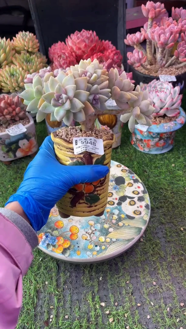 昆明印象多肉5948