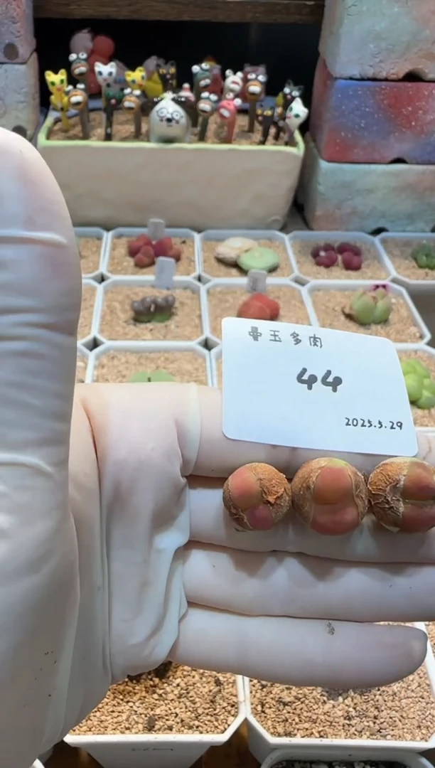 25.5.29-44jinG 多肉