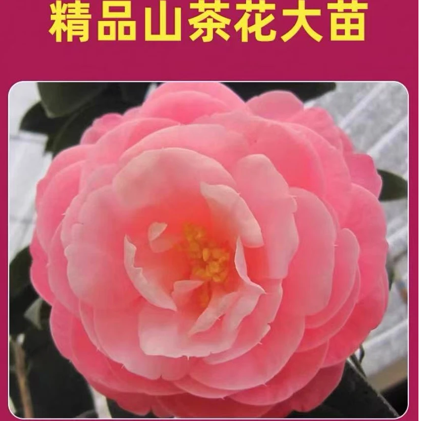 【高杆】【宝贝夫人】山茶花带花苞发货四季开花耐寒耐热庭院绿植