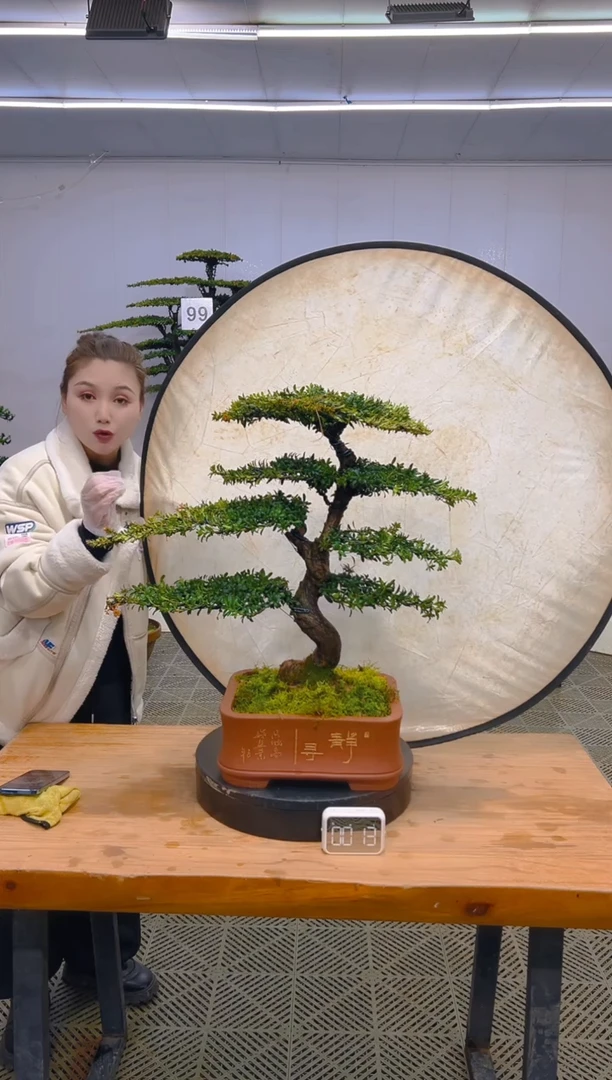 无花朵高端盆景一物一拍