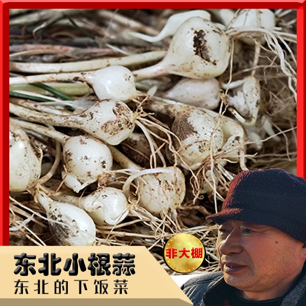 【非大棚】辽宁现采小根蒜野菜1斤小葱炒菜东北现挖大头菜大脑瓜
