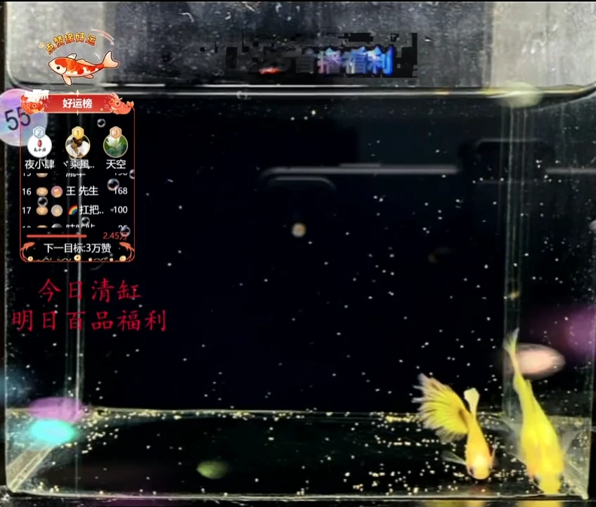 孔雀鱼小蜜蜂玻璃猫高端体验1对