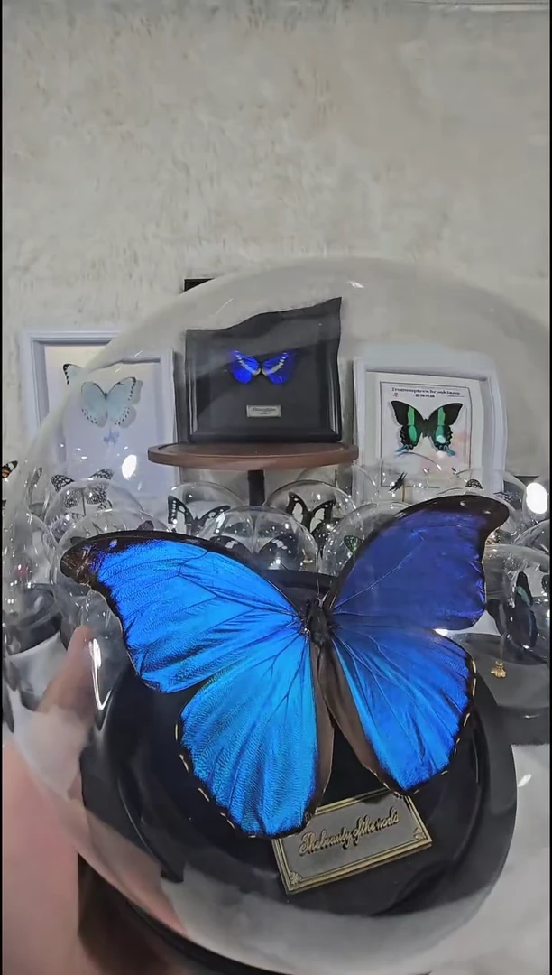 微微瑕大蓝闪蝶玻璃球真实蝴蝶标本