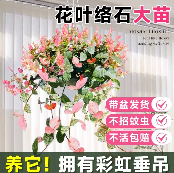 花叶络石四季五彩花卉盆栽彩络叶吊篮阳台爬藤苗绿植庭院植物垂吊