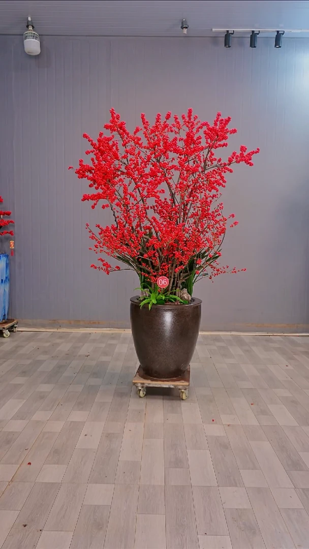 无花朵其*北美冬青