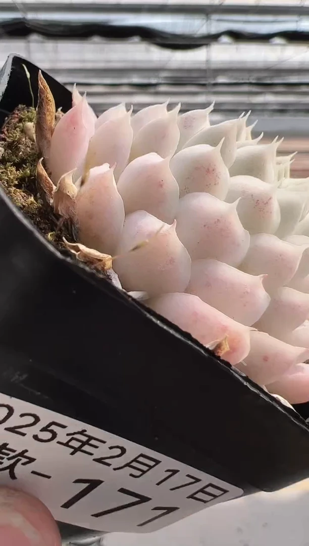 【闪购商品】新款多肉-171