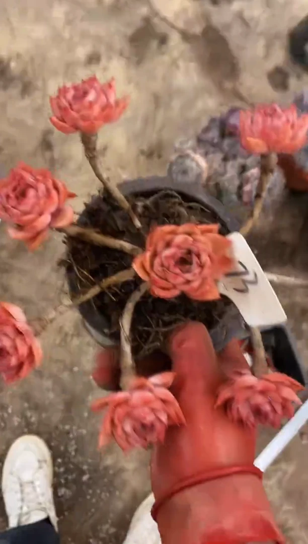 73号埃格利亚￥79