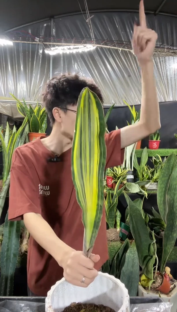 单叶黄金宝镜裸根9.9