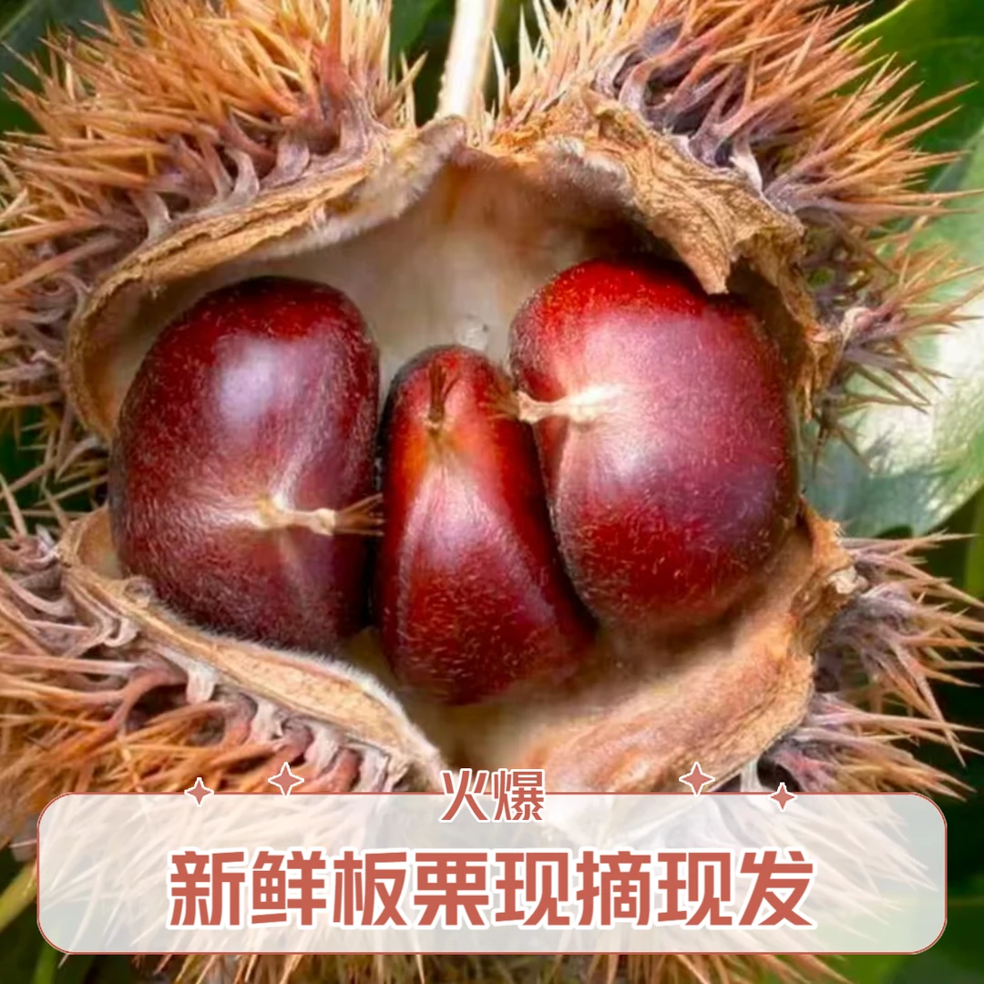 密云板栗板栗