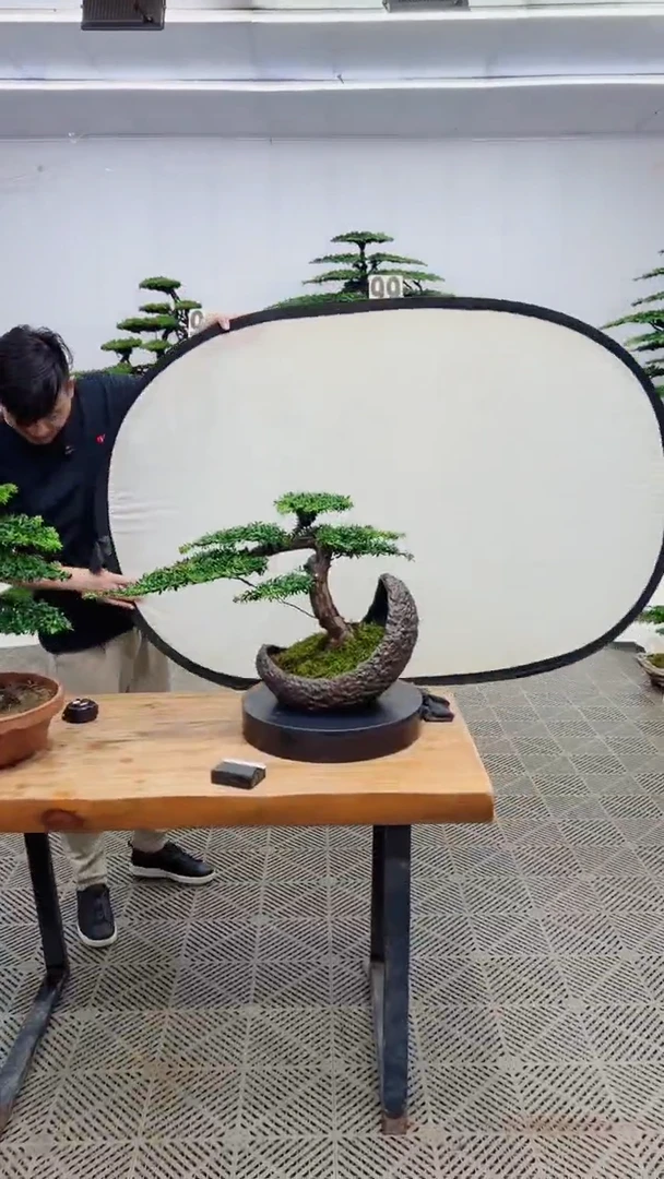 无花朵造型盆景一物一拍