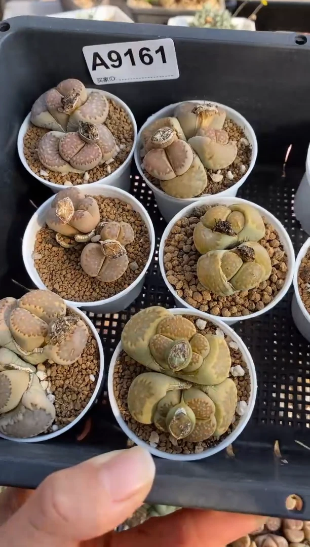 【闪购商品】9161直播一物一拍