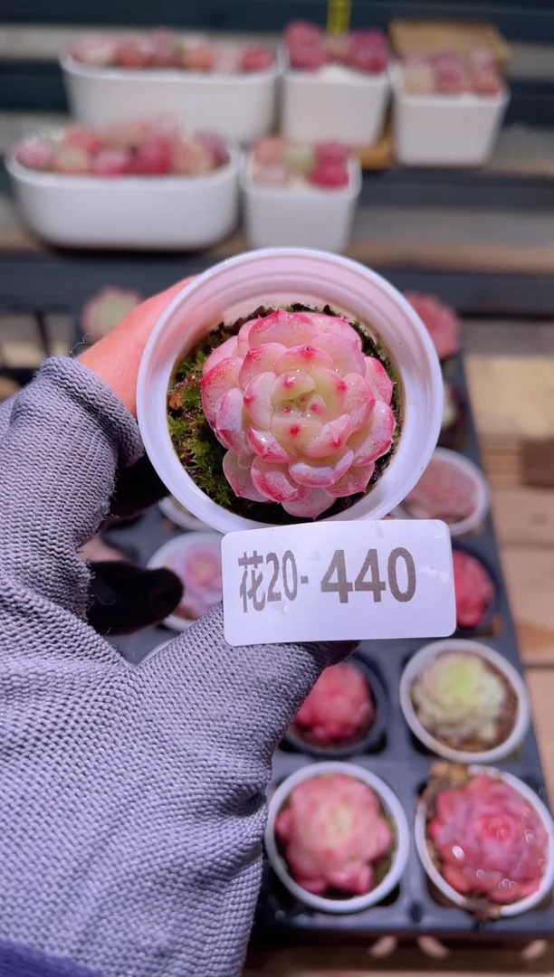 【闪购商品】20-440柔情