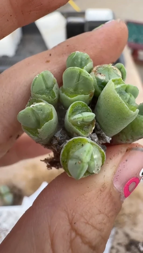 【闪购商品】16-158