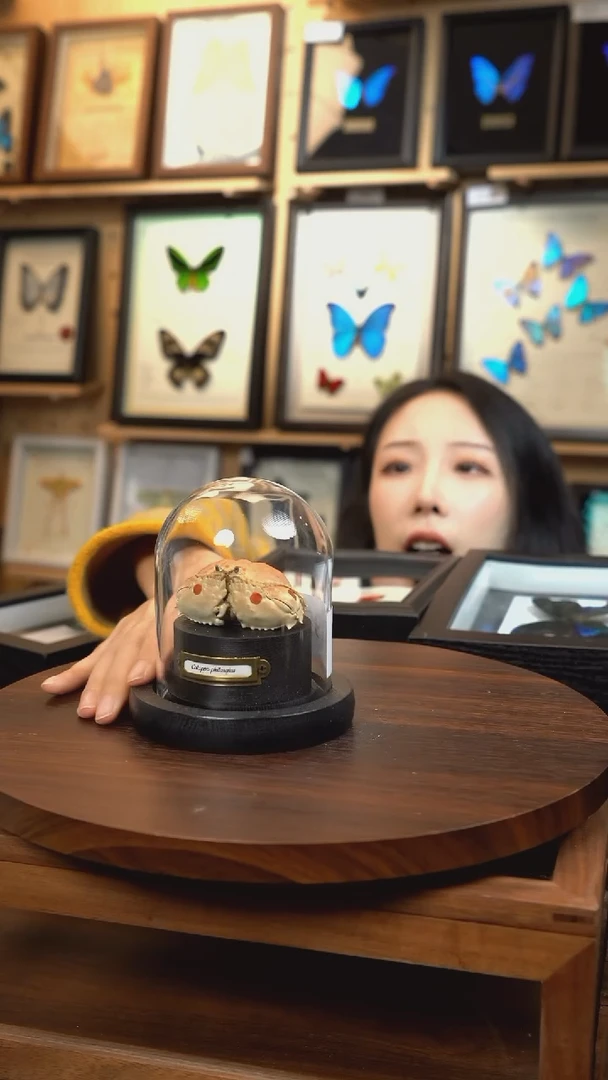 馒头蟹标本玻璃罩款