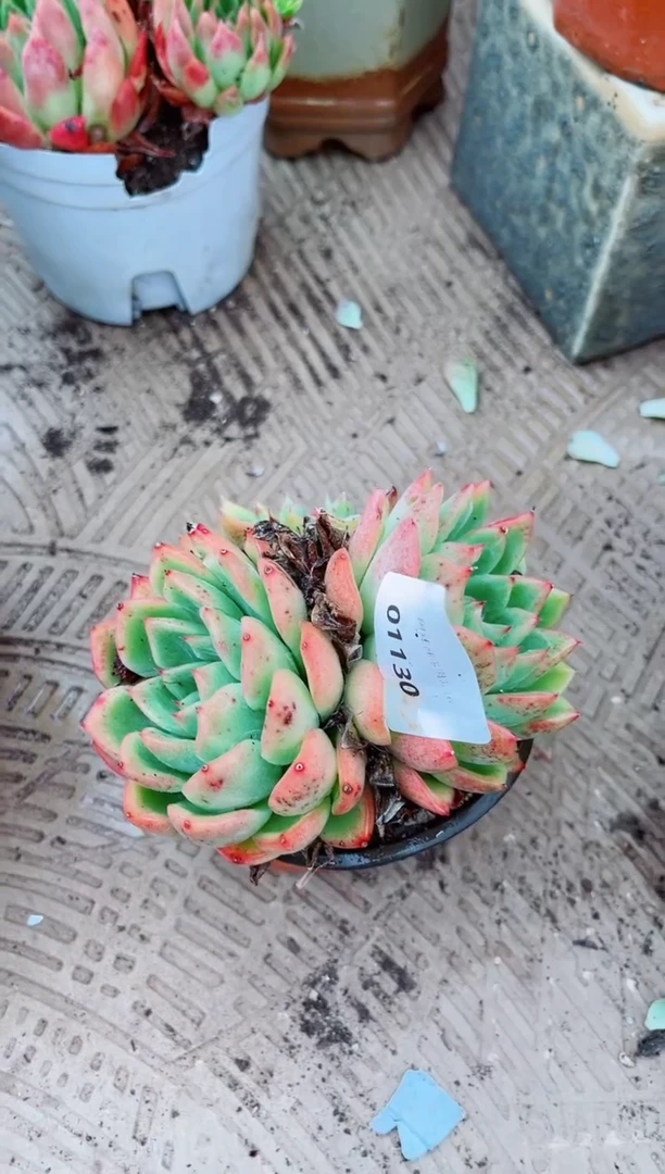 糊*范10130多肉植物一物一拍