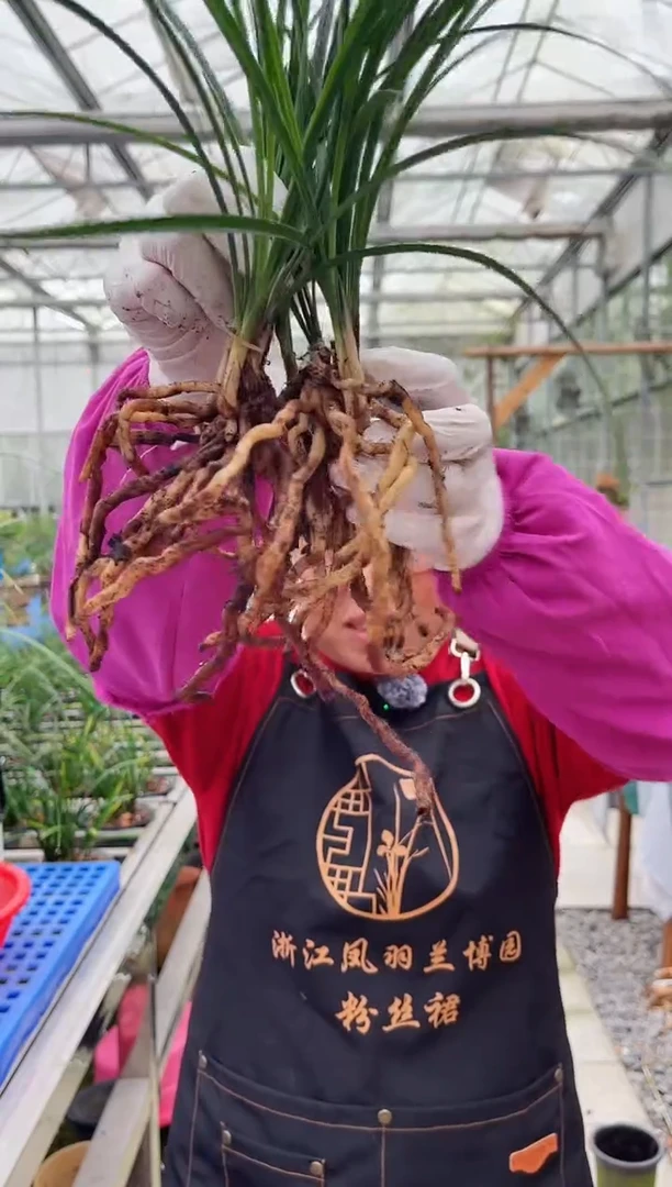 当前无花朵，栽培后可花朵用****7金蛇郎君，，，3927