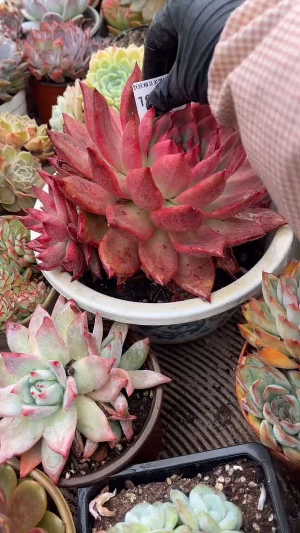 人*多肉植物一物一拍19003