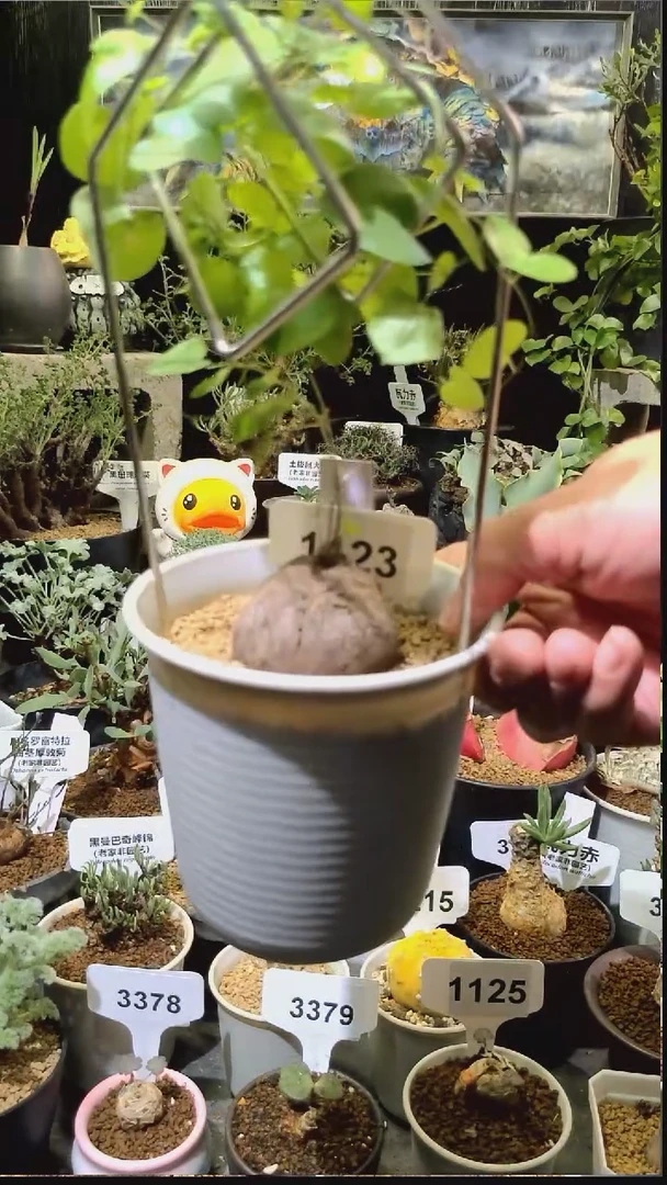 1123号1210甄选单颗南非龟甲龙