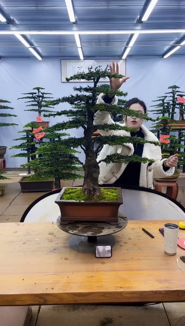 【闪购商品】高端盆景一物一拍，所见即所得