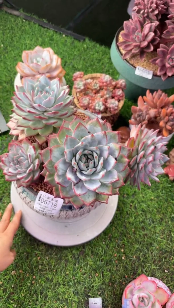 昆明印象多肉06718