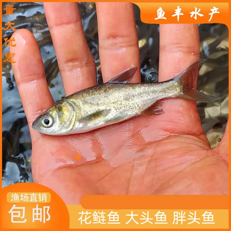 花鲢鱼黑鲢大头鱼鳙鱼麻鲢鱼胖头鱼