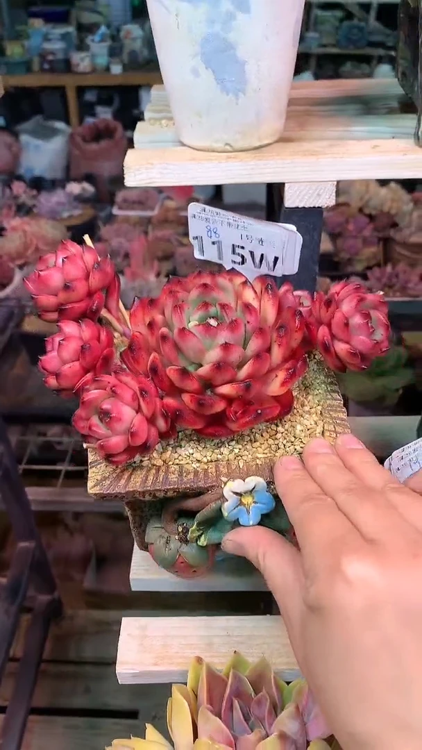 【闪购商品】115WWW