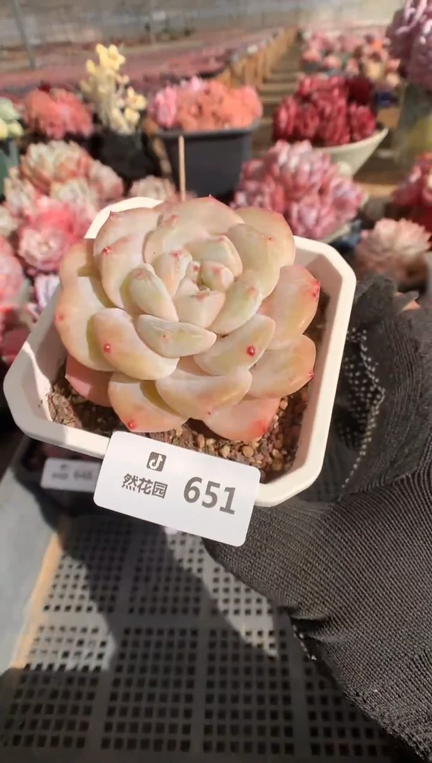 651糖心多肉植物一物一拍