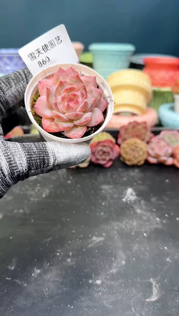 8 60  青山 （冠幅5. 5 cm）