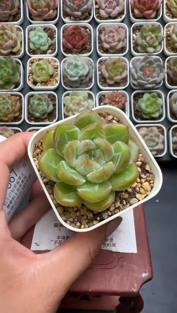 666P带盆土发 当场拍3颗以上包柚 多肉植物 一物一拍