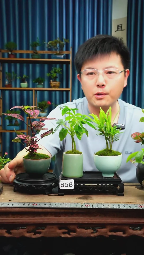 无花朵苔藓微景观858号
