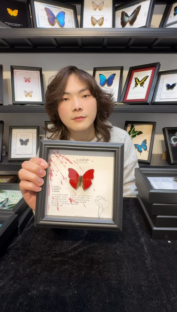 玻璃真实蝴蝶标本