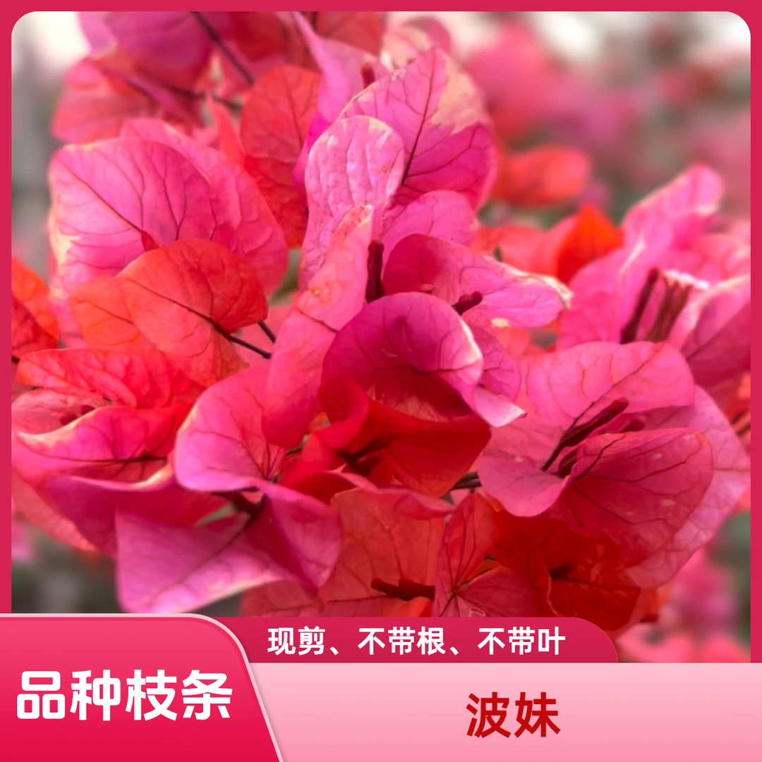 【波伊斯玫瑰枝条2根】对版【无根】长20cm粗1cm左右【三角梅花】现剪发