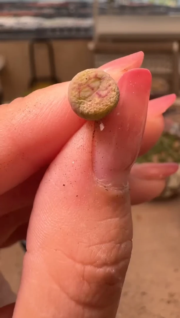 10-113多肉植物肉锥