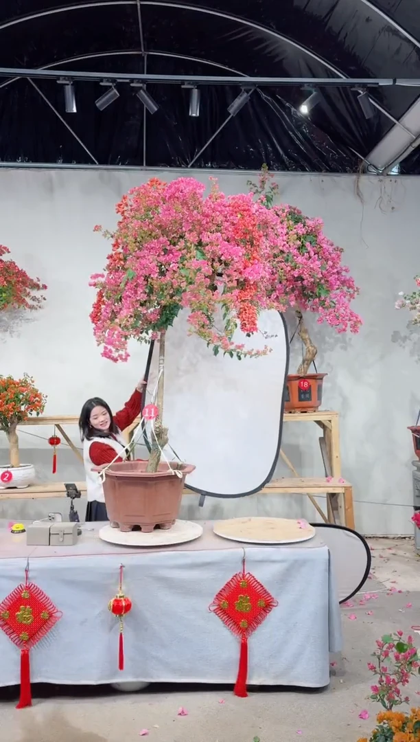 【闪购商品】盆景丽人