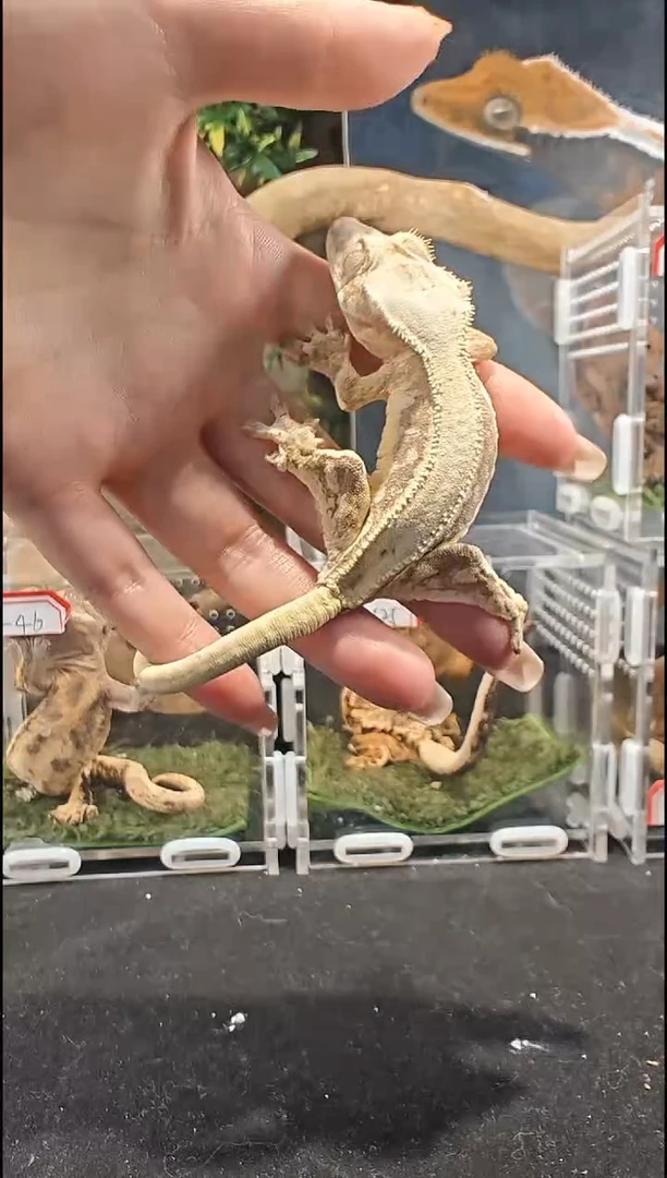 睫角守宫饺****吞25-776 睫角守宫红底莉莉公