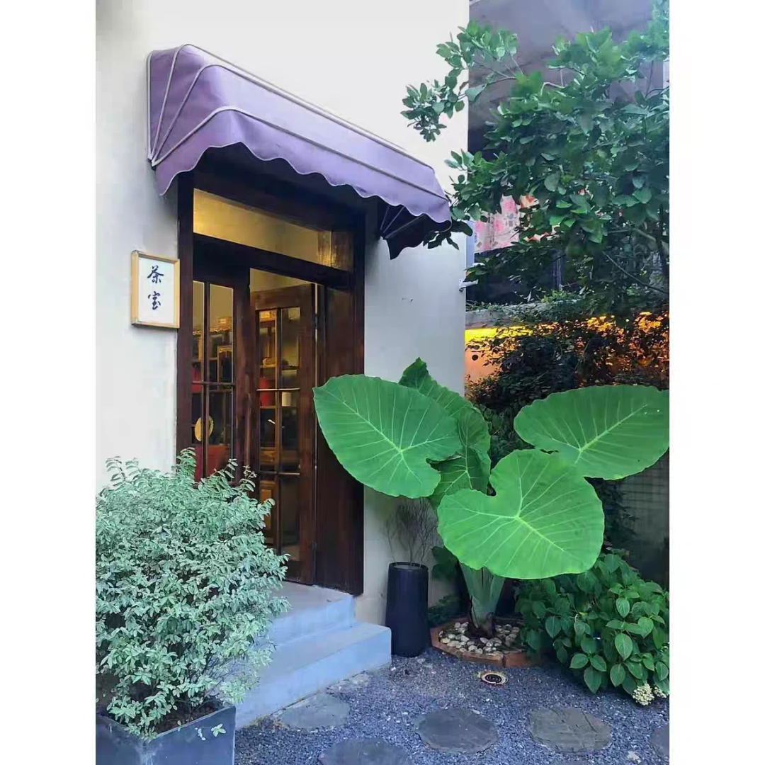 巨型象耳芋小院网红植物大型象耳芋海芋庭院造景绿植龙猫一物一拍