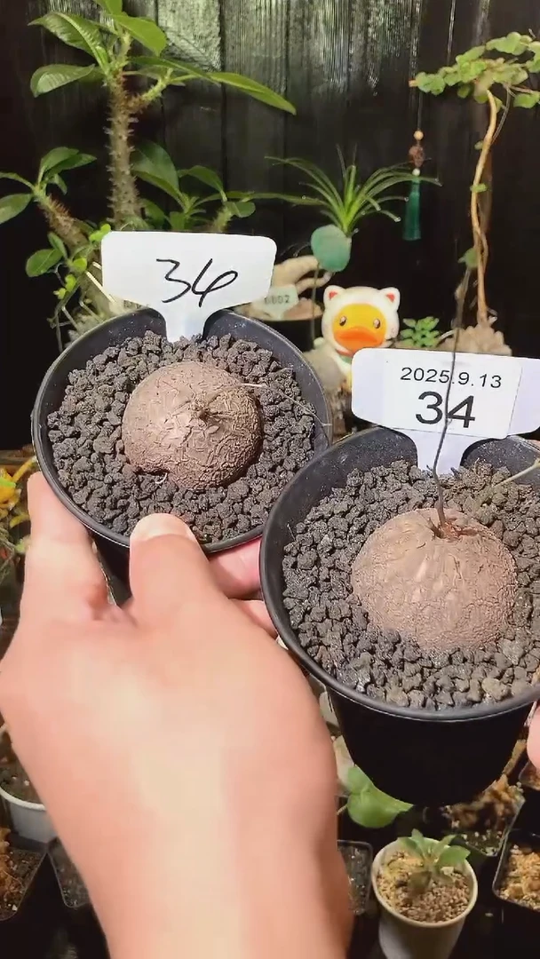 34号913福利南非龟甲龙买1个送1个